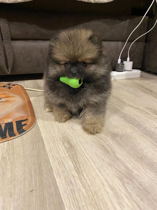 Exclusive Merle Teddy Bear Pomeranian