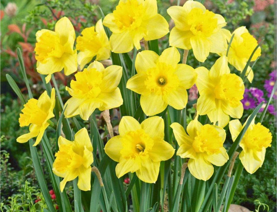 Narcyz Żółty 50 cebulek - Wyprzedaż