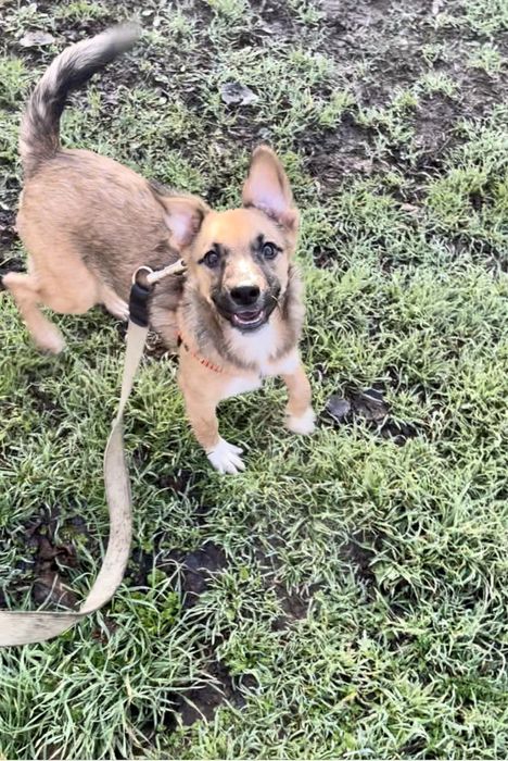 Собака шукає дім для охорони.