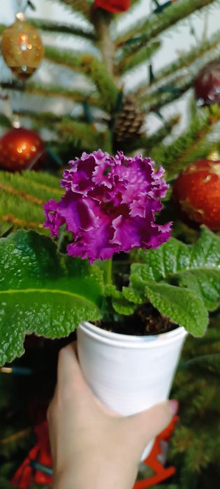 Skrętnik streptocarpus kwitnąćy  Dem-Korall