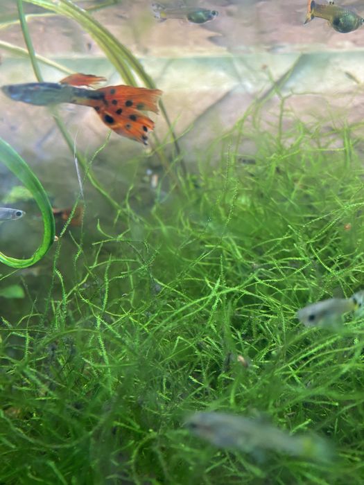 Aquario Juwel com peixes , plantas  naturais pronto a funcionar!
