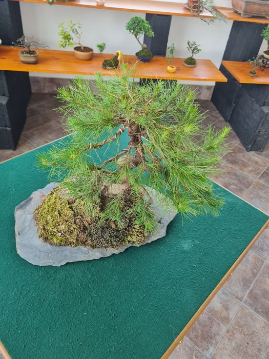 Bonsai Pinus Halepensis