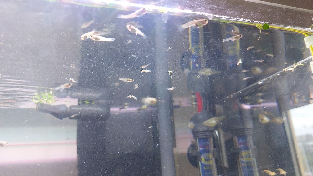 Alevins e juvenis de guppies