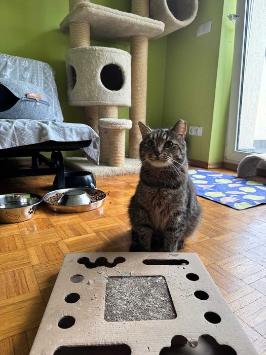 Bury Racuch czeka na dom! – kocurek do adopcji