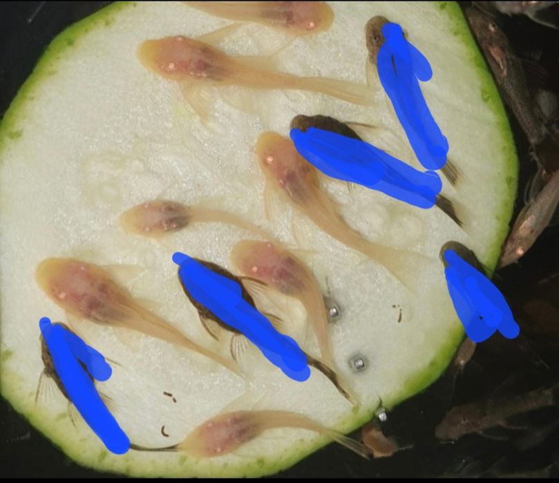 Ancistrus Green Dragon Albino Wysyłka Zbrojnik Glonojad