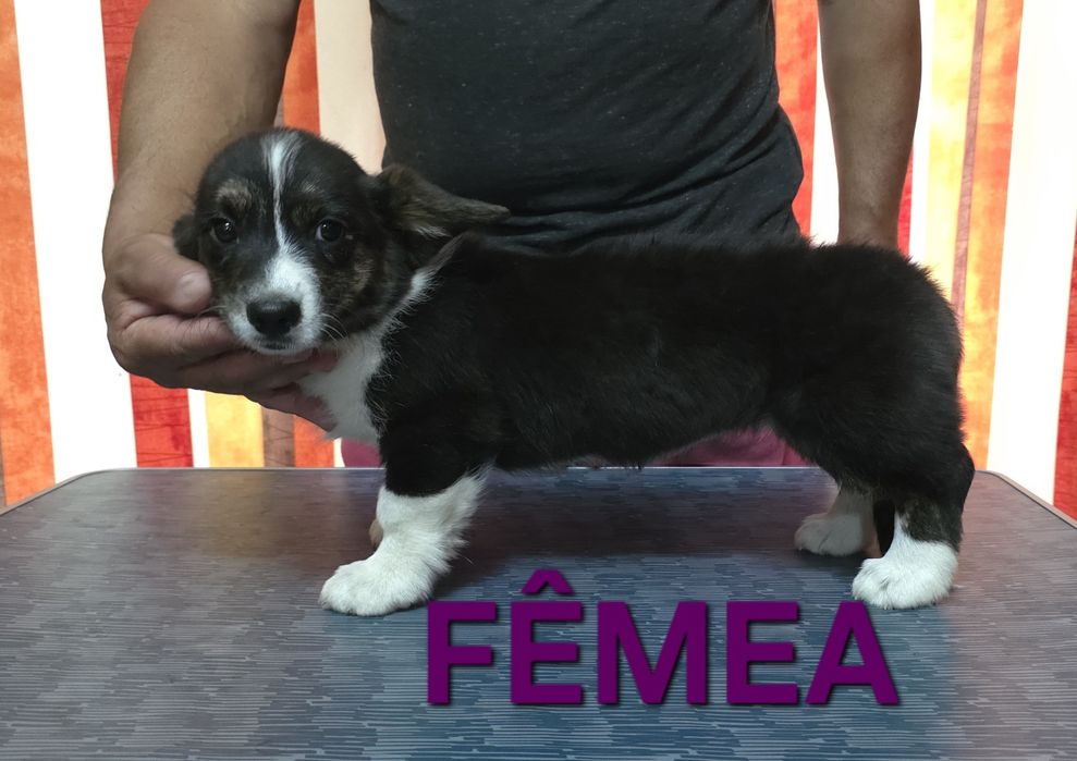 Welsh corgi cardigan oportunidade única