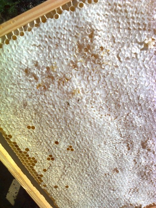 Enxames (5 quadros) colmeia Reversível.