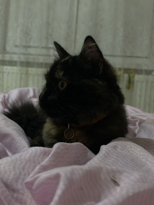 Віддам кішечку, стерелізована