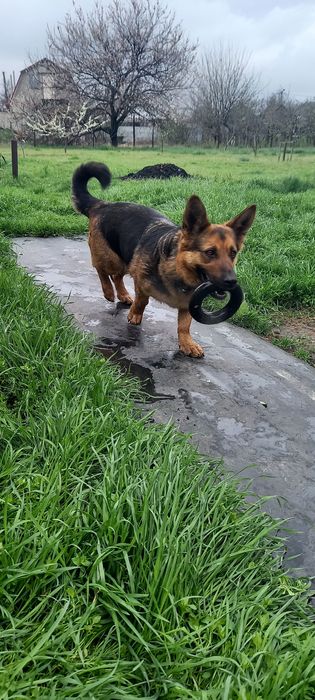 Продам кольцо  PULLER MIDI для тренировки собак