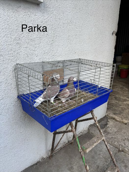 Gołebie staropolskie