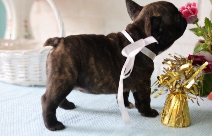 Дівчинка красуня , чекає родину