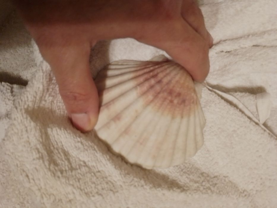 Kispo de Senhora L quentinho C/capuz o Branquinho10E-Concha-2E Desde2E