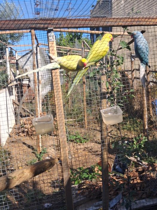 Aves adultas para ceder