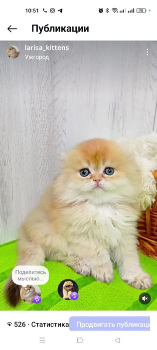 Шикарный вислоухий котик золотая шиншилла