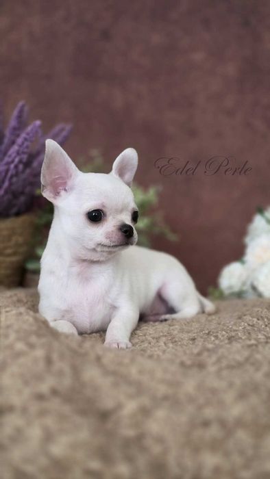 Chihuahua ZKwP FCI Szczeniak Piesek