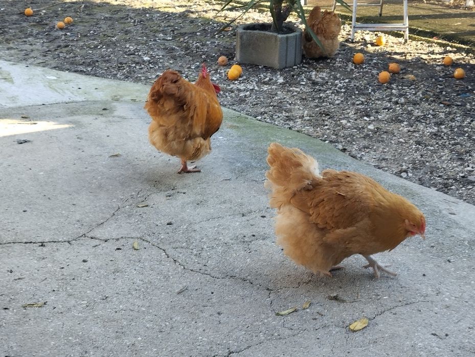 Ovos Orpington Amarela