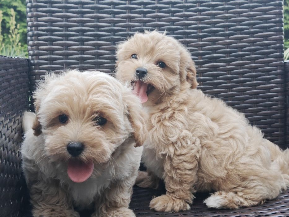 Maltipoo z metryką