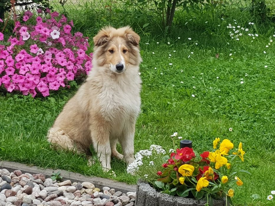 Owczarek szkocki collie