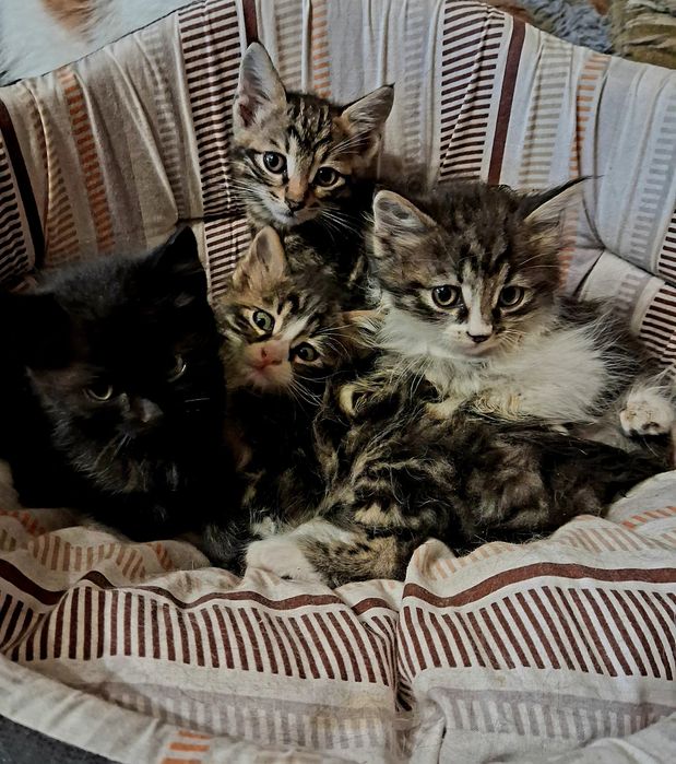 Котята, коты и кошки бесплатно