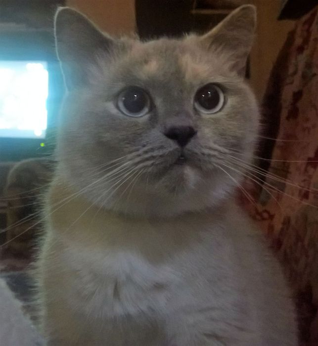 Скоттіш фолд голден поінт