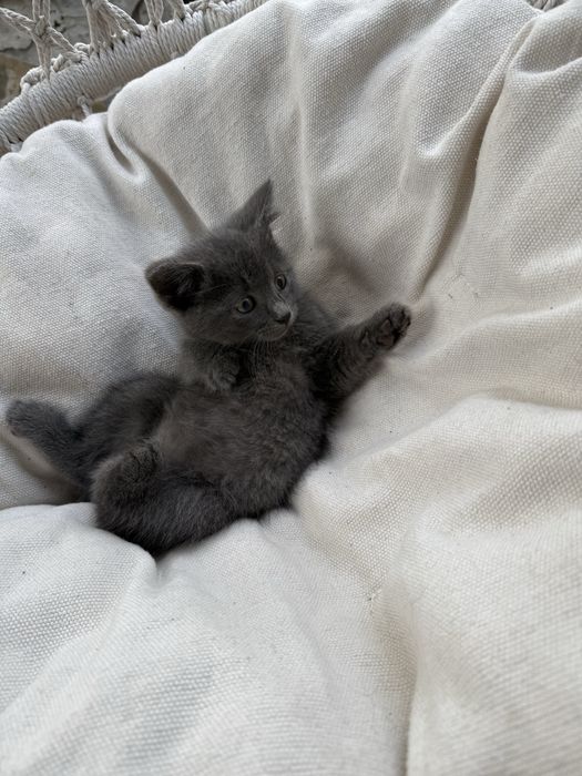 Кошеня безкоштовно