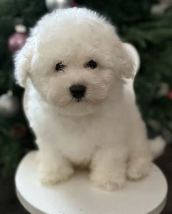 Доставка Бишон Фризе