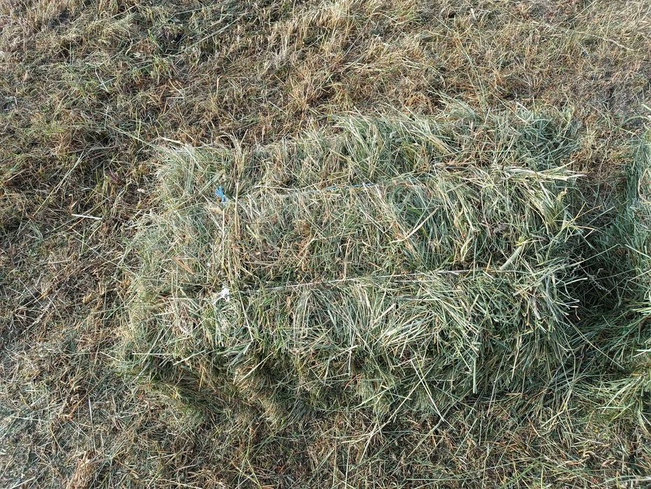 Продам сіно в тюках