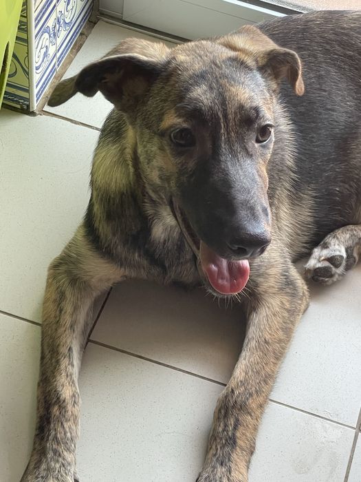 Cadela para adopcao