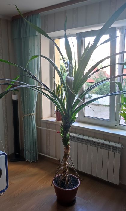 Продам винтовую пальму панданус