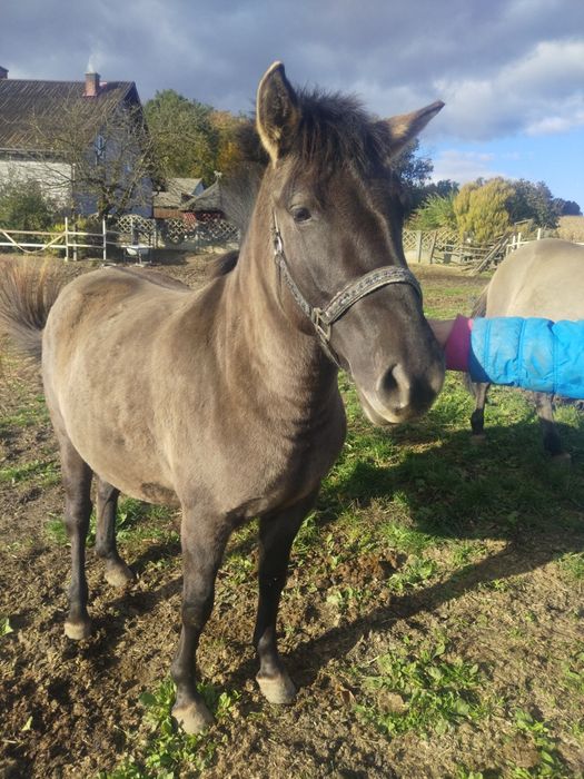 Nordica 3 letnia klacz konika polskiego