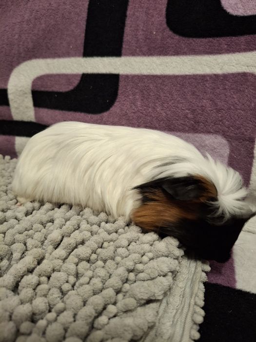 Świnka morska samiczka długowłosa sheltie