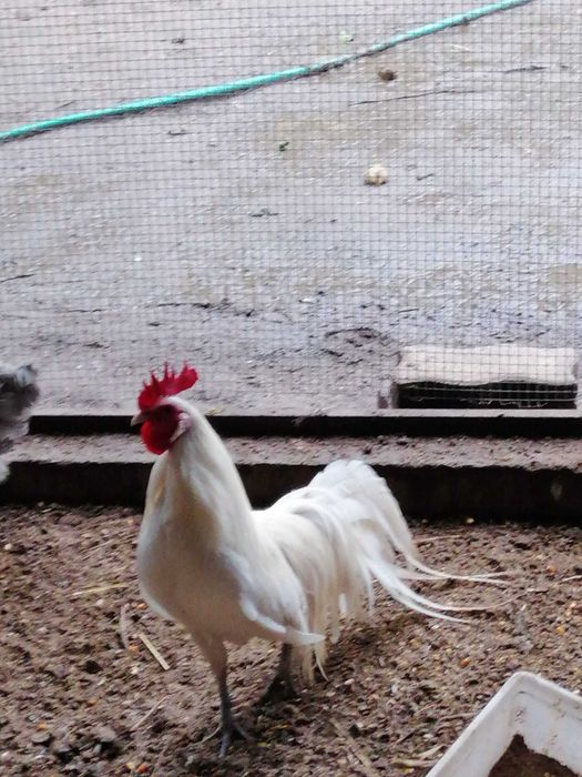 Phoenix branco adulto de raça pura