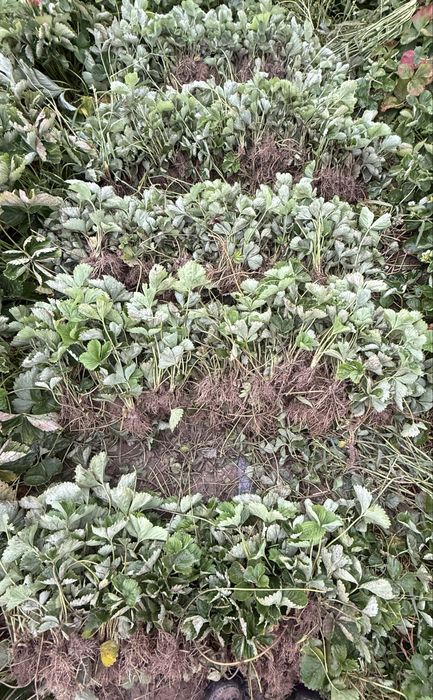 Копані саджанці полуниці