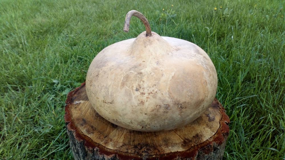 Tykwa Calabash odmiana Kettle Gourds, czajnik .