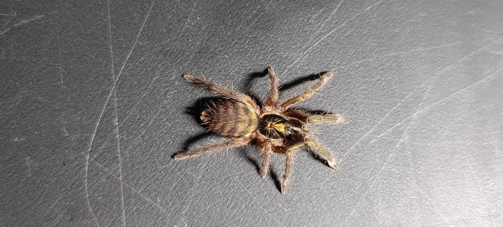 Ptasznik ptaszniki N. Incei clasic/gold C. versicolor A. geniculata D. pentaloris T. Albo i inne