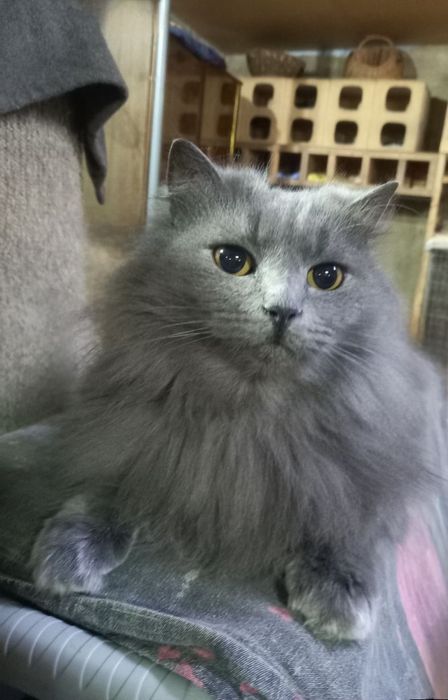 Отдам даром в добрые руки пушистую серую кошечку породы Нибелунг