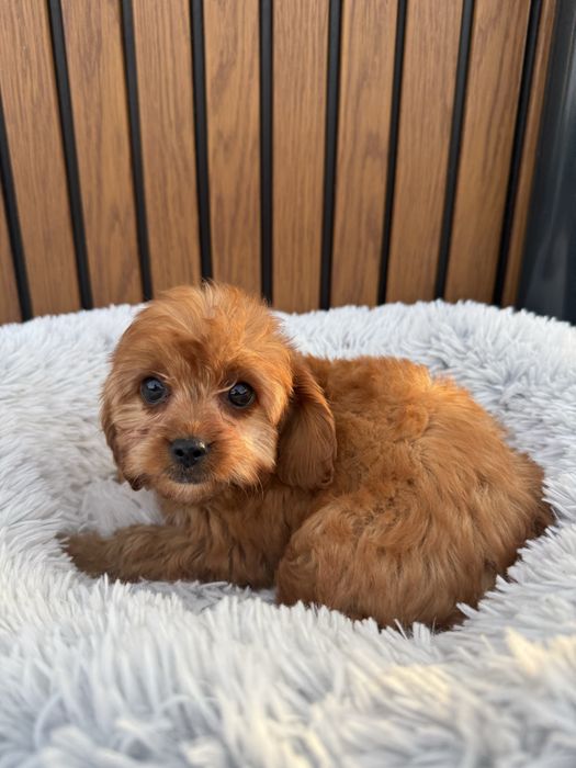 Cavapoo, pudel toy, cavalier , badania , dziewczyna, gotowy do odbioru