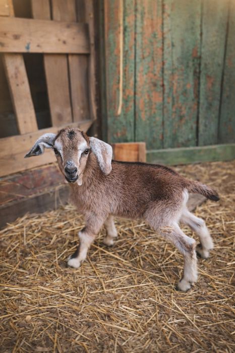Маленький козленок, козёл
