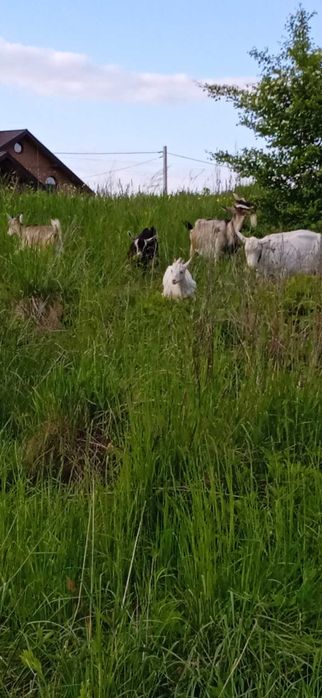 Молоко козяче свіже, солодке.