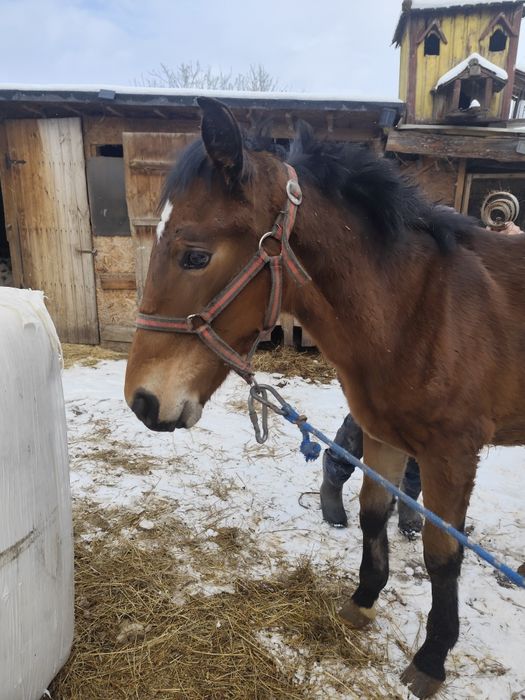Rezerwacja Ogierek gniady sprzedam