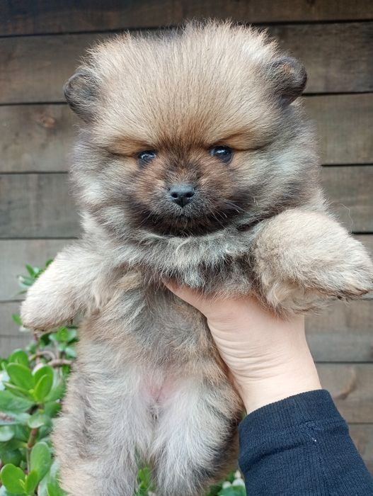 Померанский шпиц, девочка