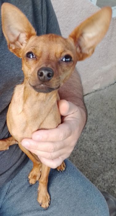 Хлопчики той терьера