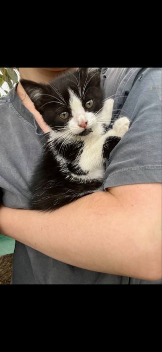 Котики шукають дім