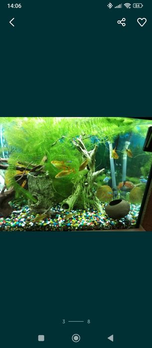 Kolorowe kamyczki do akwarium