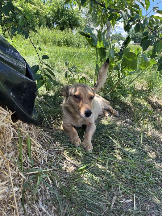 Цуценята в добрі руки (хлопчики та дівчатка). Будуть невеликі
