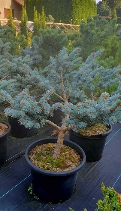 Tuja SZMARAGD 200 cm - 85zł