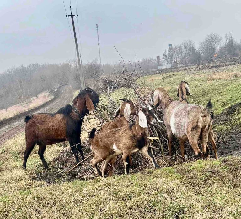 Продаеться стадо кіз.