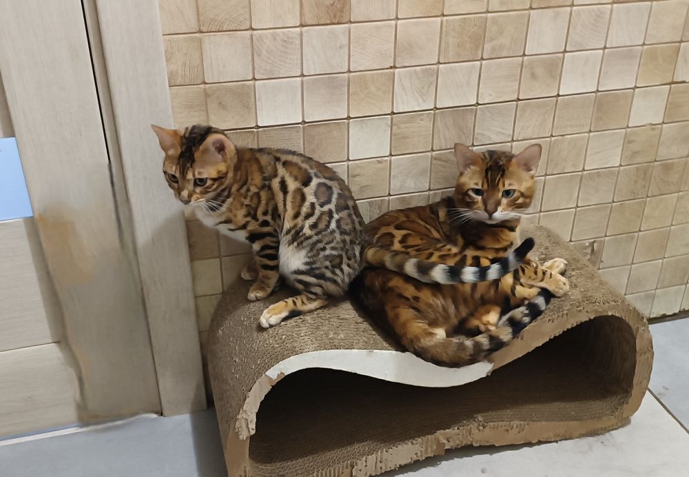 Дівчинка красуня бенгалочка