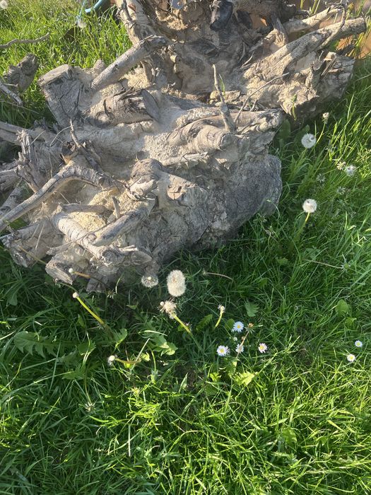 Oddam  korzenie 5 sztuk duze