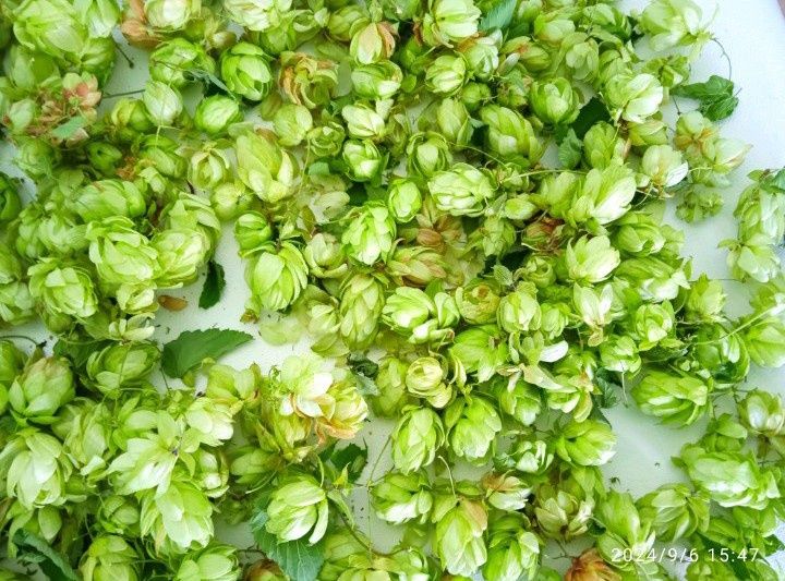 Шишки хмелю, Хміль